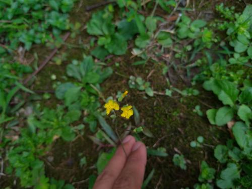 黃鵪菜