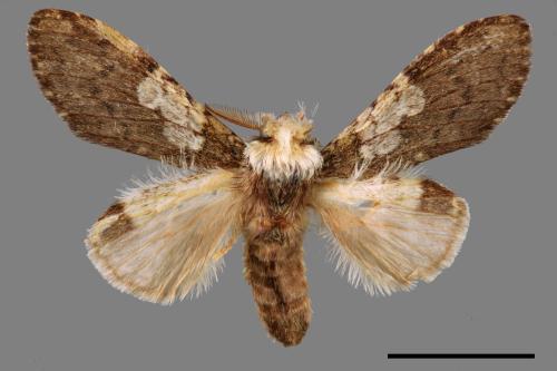 Syntypistis comatus[白斑跨舟蛾][00070463]