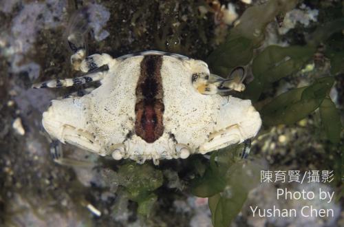 顆粒梭子蟹 顆粒梭子蟹