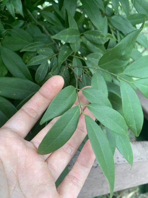 臺灣紅豆樹