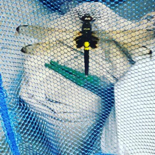 玉帶蜻 玉帶蜻