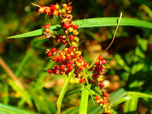 紅果薹 紅果薹
