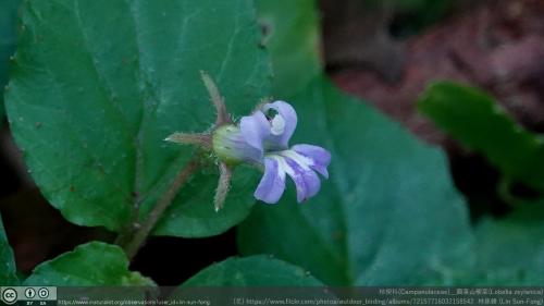 圓葉山梗菜