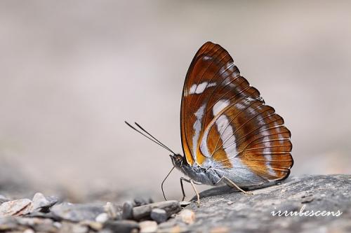 N30-7 雙色帶蛺蝶 N30-7 雙色帶蛺蝶