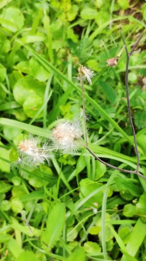 粉黃纓絨花