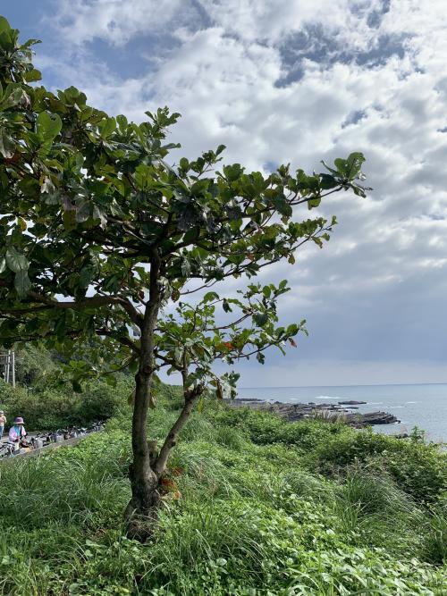 欖仁樹