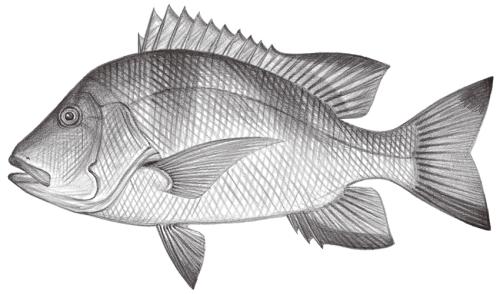 Lutjanus sebae@Jheng1347