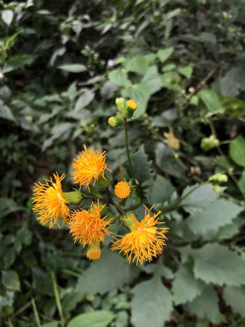 黃花三七草