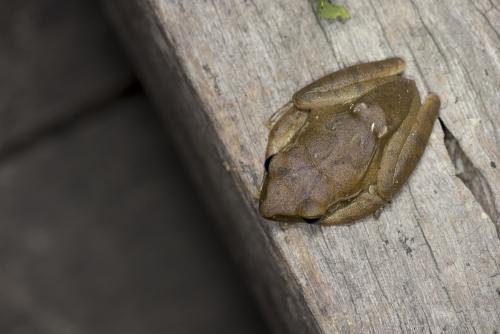 斑腿泛樹蛙