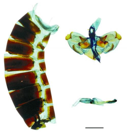 Graphium mullah mullah (Alphéraky, 1897) 黑尾劍鳳蝶 Graphium mullah mullah (Alphéraky, 1897) 黑尾劍鳳蝶