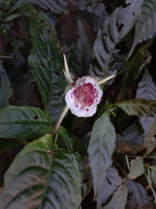 角桐草 角桐草