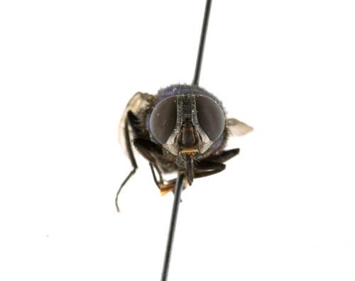 Lucilia papuensis female frontal Lucilia papuensis female frontal