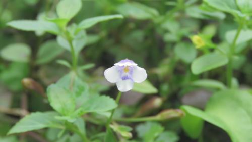 藍豬耳
