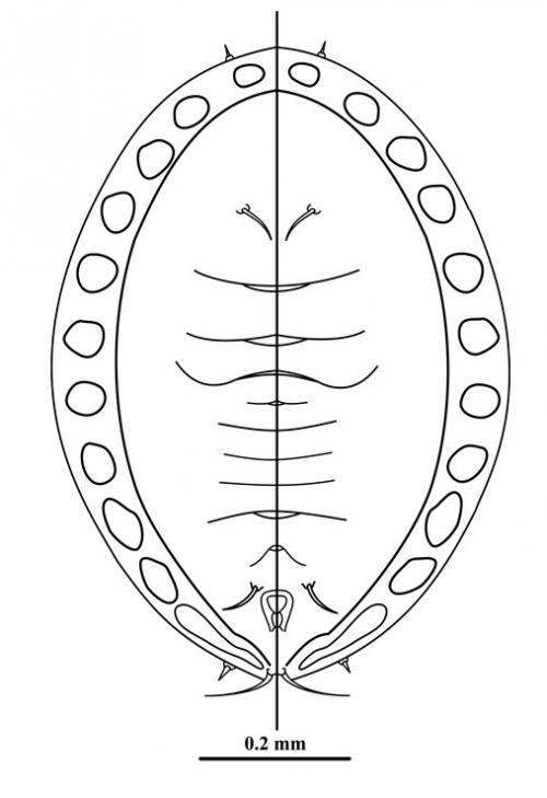 Lipaleyrodes breyniae  (Singh, 1931)