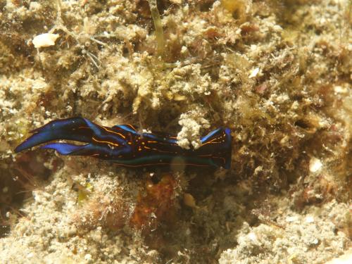 Chelidonura hirundinina DSC08951
