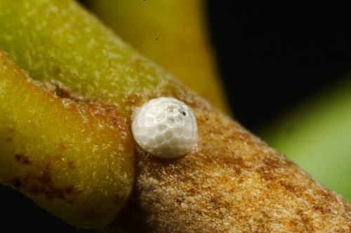 20090929_345785_Tajuria diaeus karenkonis_e.jpg 20090929_345785_Tajuria diaeus karenkonis_e.jpg