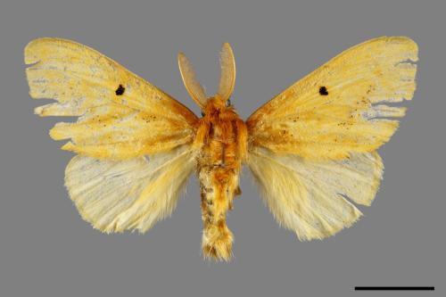 Euproctis nigricauda[00059520]