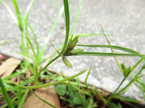 扁穗莎草 (沙田草) 扁穗莎草 (沙田草)