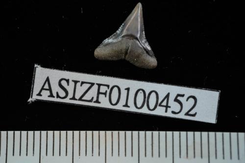 Carcharhinus sp. [ASIZF0100452]