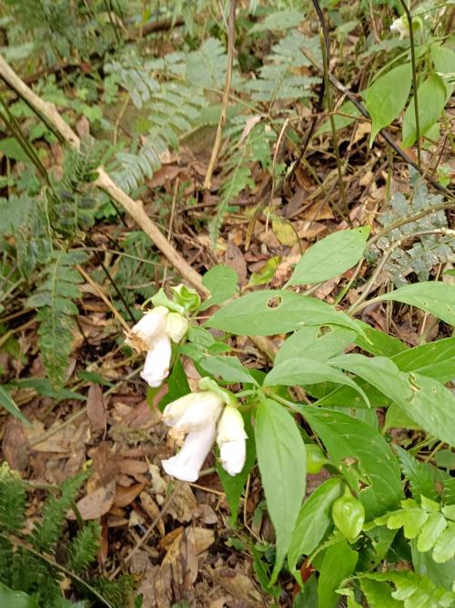 角桐草 角桐草