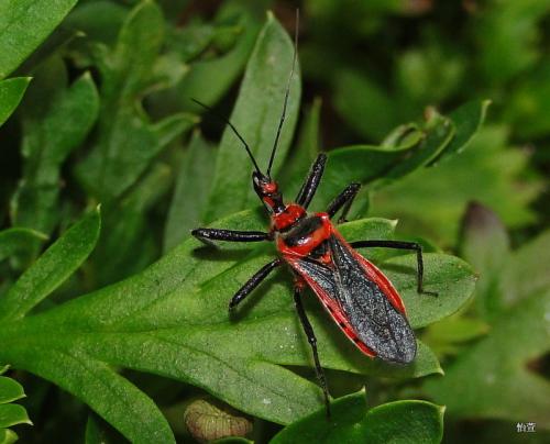 紅彩真獵椿Harpactor fuscipes (Fabricius, 1787)