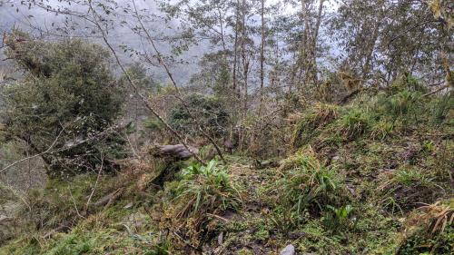 臺灣野山羊 臺灣野山羊