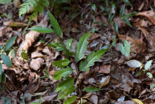 澀葉榕 澀葉榕