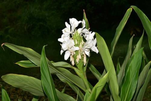 野薑花 野薑花