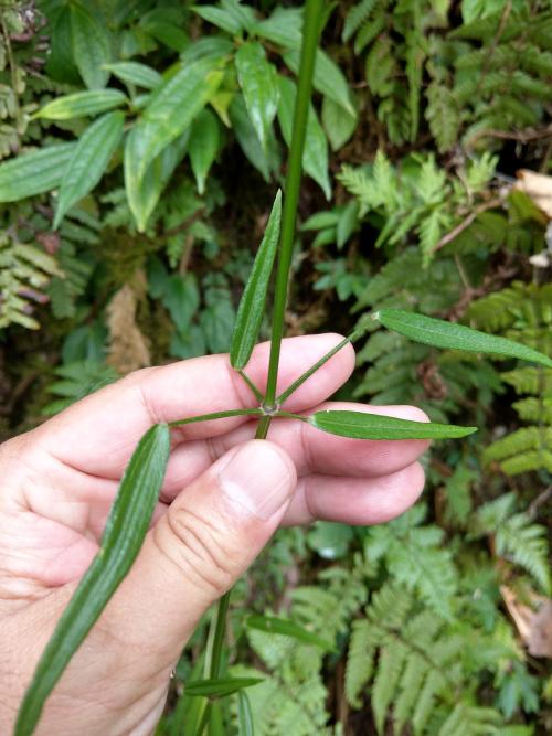 金劍草