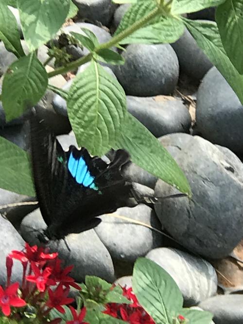 臺灣琉璃翠鳳蝶 臺灣琉璃翠鳳蝶