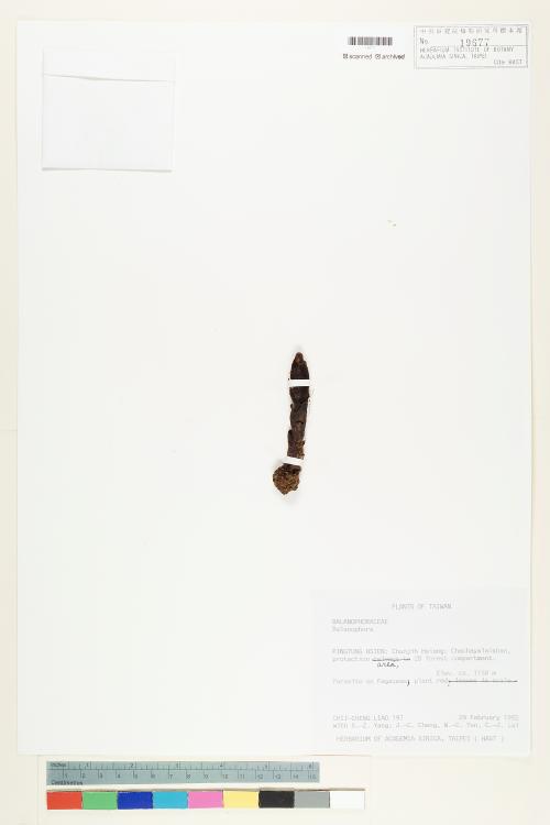 HAST 00019677