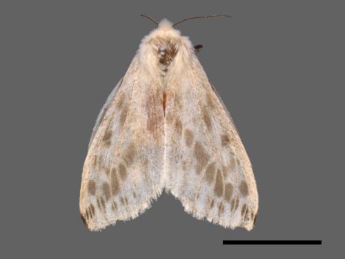 Lemyra rhodophilodes[姬白污燈蛾][00037061]