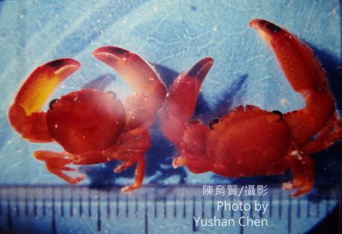 黃梯形蟹 (橘黃梯形蟹) 黃梯形蟹 (橘黃梯形蟹)