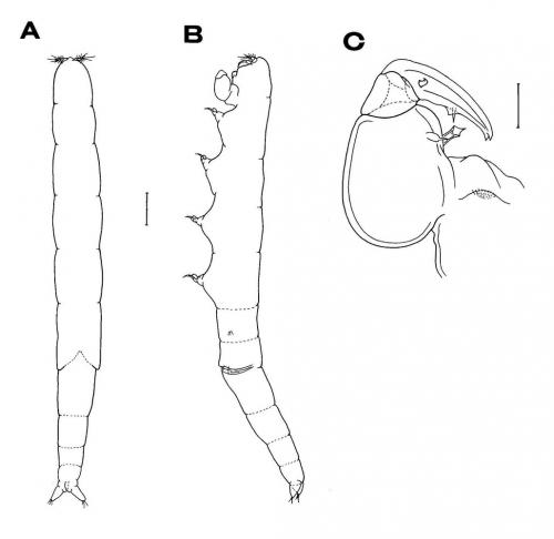 Xarifia fimbriata_雄.jpg