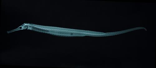 ASIZP0055356