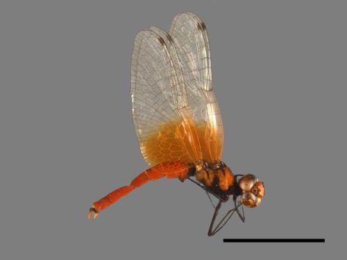 Nannophya pygmaea[小紅蜻蜓][00103529]