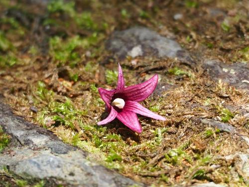 紫花野木瓜