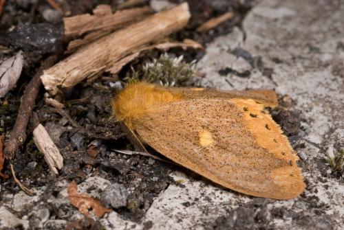 黃斑黃毒蛾／Euproctis insulata Wileman,1910