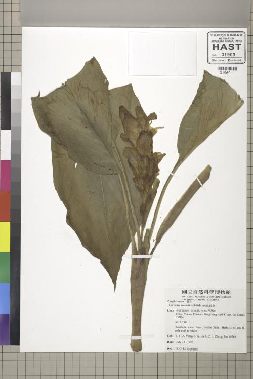 HAST 00031960