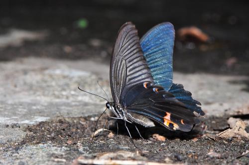 黑鳳蝶 @Papilio protenor _台北北投