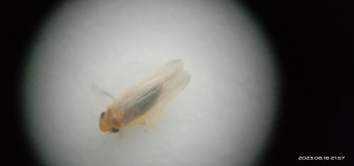 Alebroides marginatus Alebroides marginatus