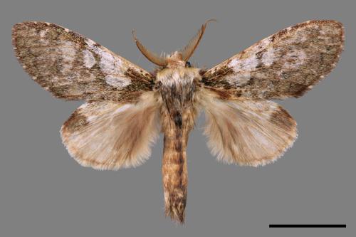 Syntypistis comatus[白斑跨舟蛾][00033792]