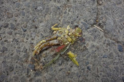 大棉蝗 大棉蝗