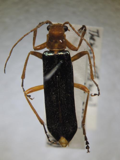 Themus pallidipes Wittmer, 1954 Themus pallidipes Wittmer, 1954