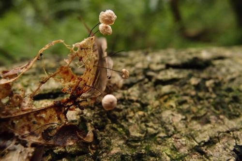 Marasmius capillipes(毛小皮傘)