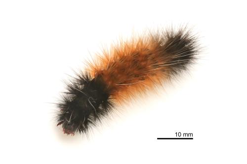 Spilarctia postrubida