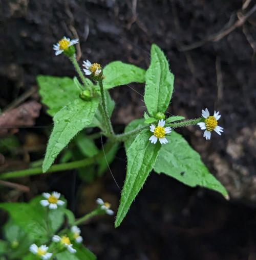 粗毛小米菊