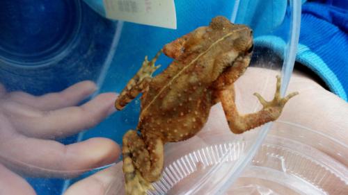 盤古蟾蜍