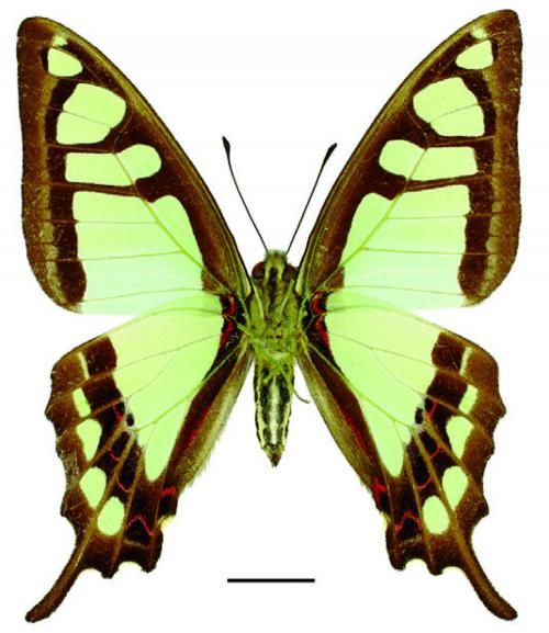 Graphium cloanthus kuge (Fruhstorfer, 1908) 寬帶青鳳蝶 Graphium cloanthus kuge (Fruhstorfer, 1908) 寬帶青鳳蝶