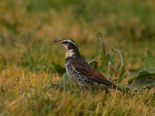 20090729_404667_Dusky_Thrush_P4077066.jpg